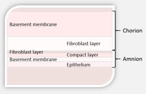 Amniotic membrane