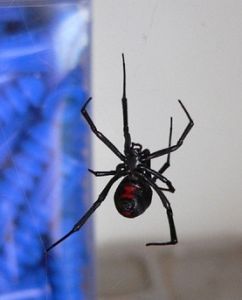 black widow spider