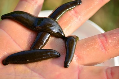 medicinal leeches