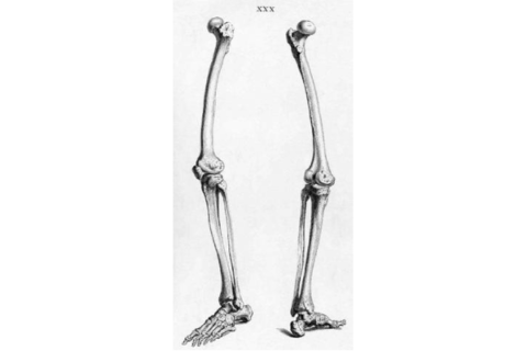 Leg bones