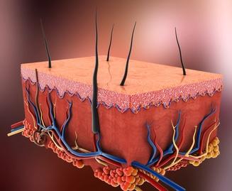 anatomy of the skin, the body's largest organ