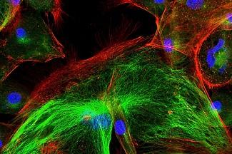 Wound Reepithelialization