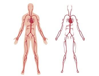 venous system